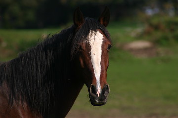 Image showing Horse portrait