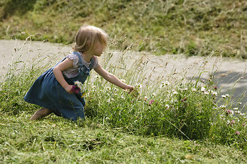 Image showing pick flowers