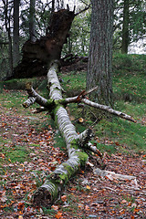 Image showing Uprooted Tree