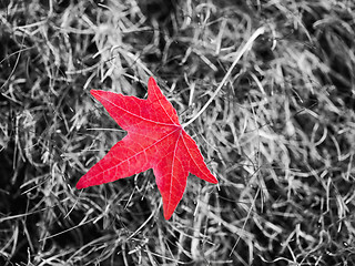 Image showing Red autumn leaf