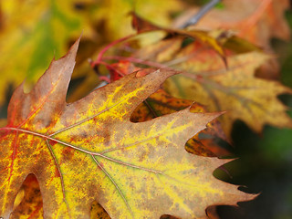 Image showing Red oak leaves