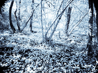 Image showing Infrared forest