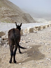 Image showing Donkey