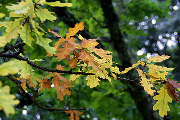 Image showing Oak Tree Leaves