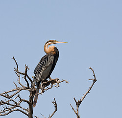 Image showing African Darter