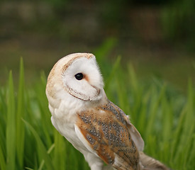 Image showing Barn Owl close-up