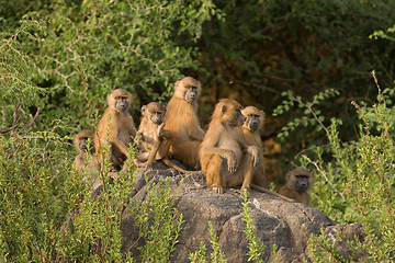 Image showing Baboon family group