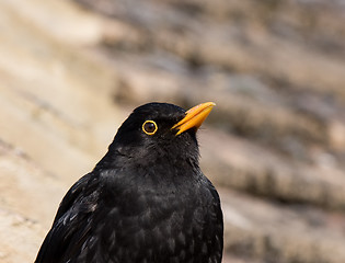 Image showing Blackbird close-up