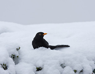 Image showing Blackbird in snow on hedge