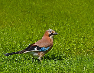 Image showing Eurasian Jay