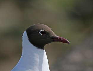 Image showing Black-headed Gull close-up