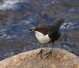 Image showing Dipper on rock in river