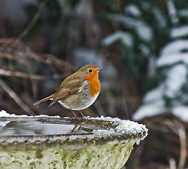 Image showing Robin in the snow