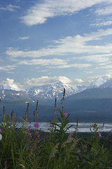 Image showing Fireweed