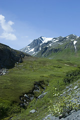 Image showing Mountain vegetation