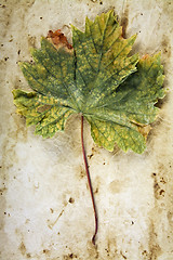 Image showing Vine Leaf on Old Paper