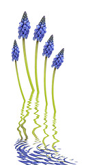 Image showing  Grape Hyacinth Flower Abstract