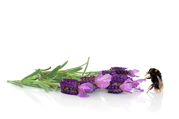 Image showing Bumblebee and Lavender Flowers