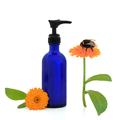 Image showing  Marigold Cream and Bumblebee