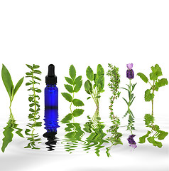 Image showing Herbal Therapy