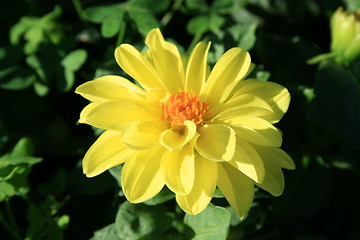 Image showing Yellow Dahlia Flower