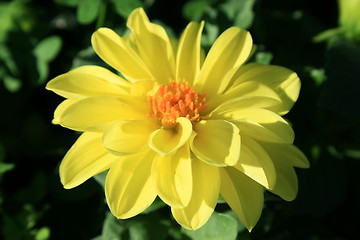 Image showing Yellow Dahlia Flower