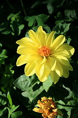 Image showing Yellow Dahlia Flower