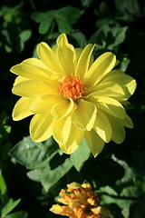 Image showing Yellow Dahlia Flower