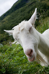 Image showing funny goat