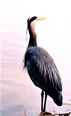 Image showing Heron