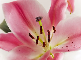 Image showing pink lily