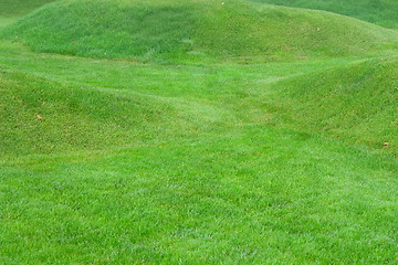 Image showing Close up image of fresh spring green grass