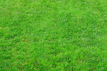 Image showing Close up image of fresh spring green grass