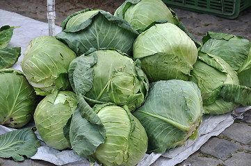 Image showing Cabbage