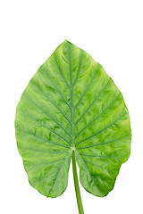 Image showing green leaf isolated on white