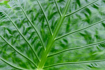 Image showing green leaf close up