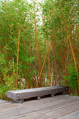 Image showing Bamboo forest in a park 
