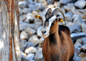 Image showing Wild goat (Kri-Kri)