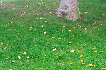 Image showing green grass and tree in the background