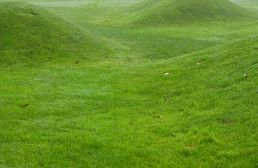 Image showing Close up image of fresh spring green grass