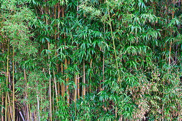 Image showing Bamboo forest in a park 