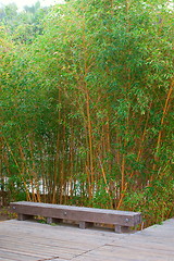 Image showing Bamboo forest in a park 