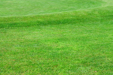 Image showing Close up image of fresh spring green grass
