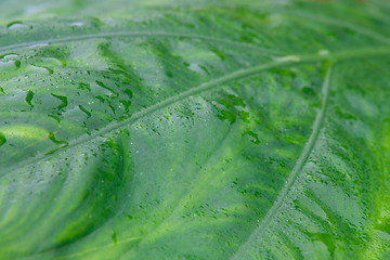 Image showing green leaf close up