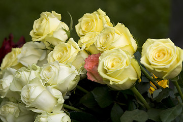 Image showing Roses