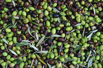 Image showing olive harvesting