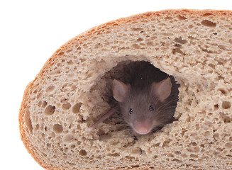 Image showing mouse and the bread