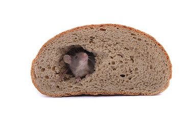 Image showing mouse and the bread