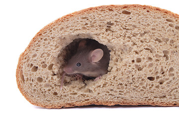 Image showing mouse and the bread