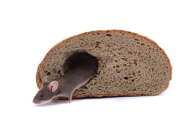 Image showing mouse and the bread